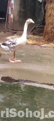 রাজহাঁস।